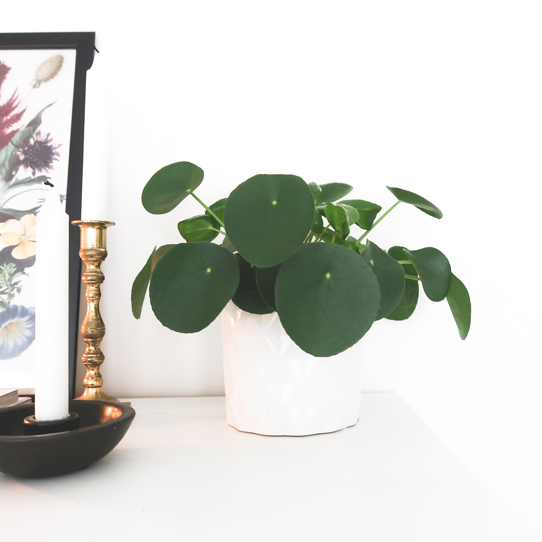 pileapannenkoekplant