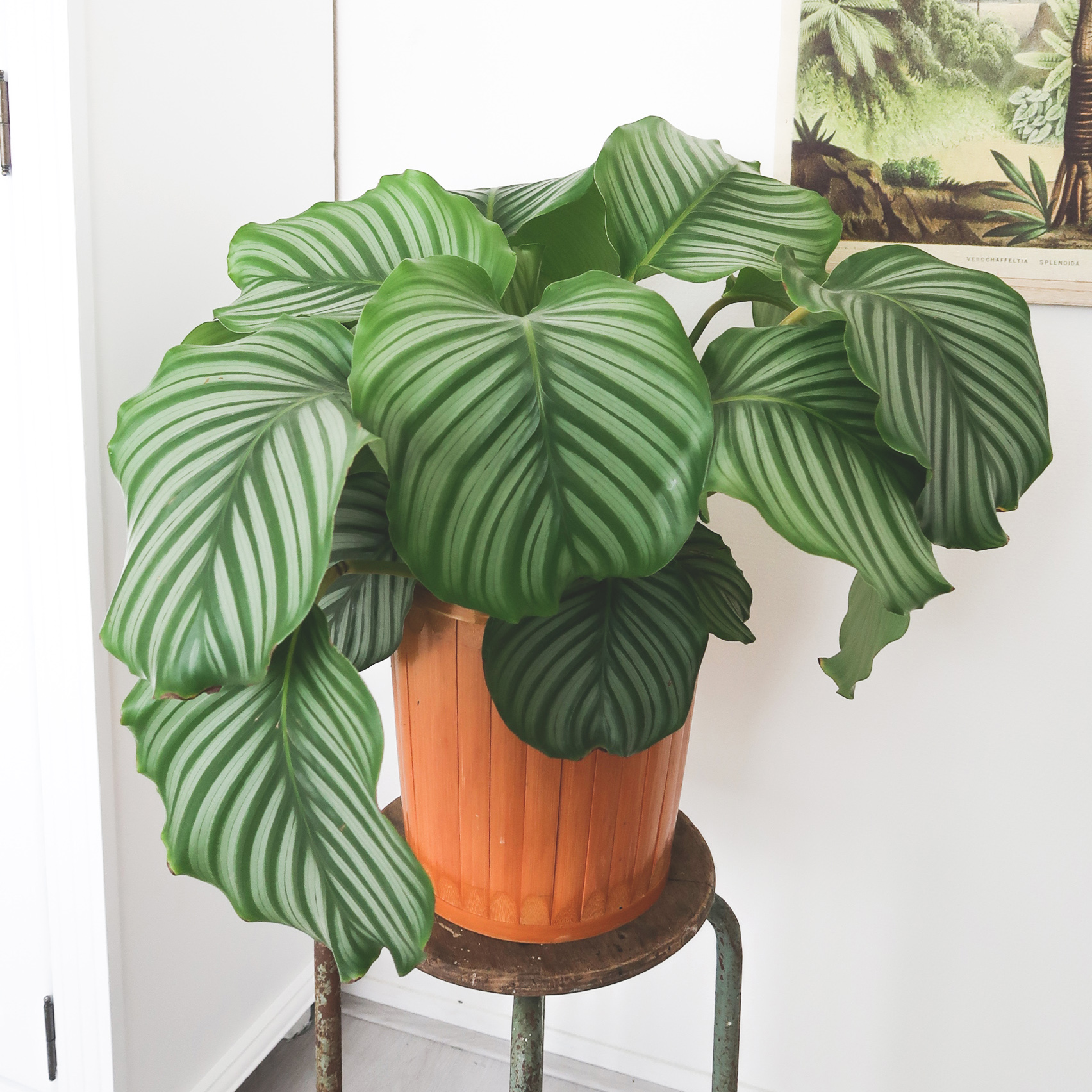 calatheaorbifolia