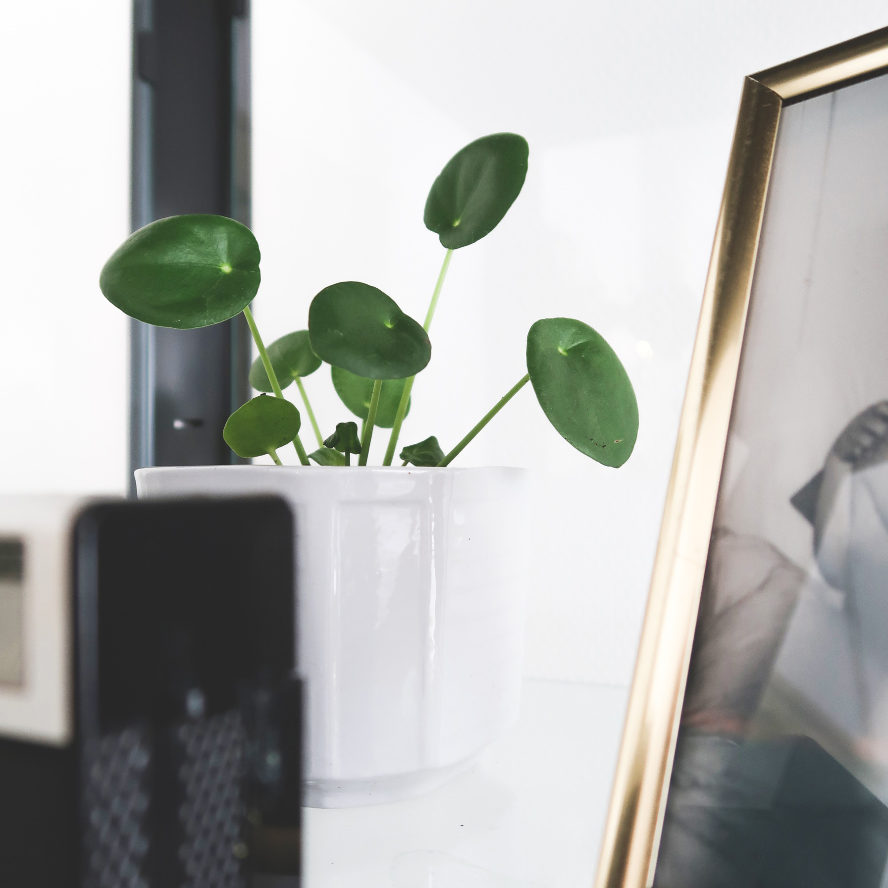 pileapannenkoekplant2