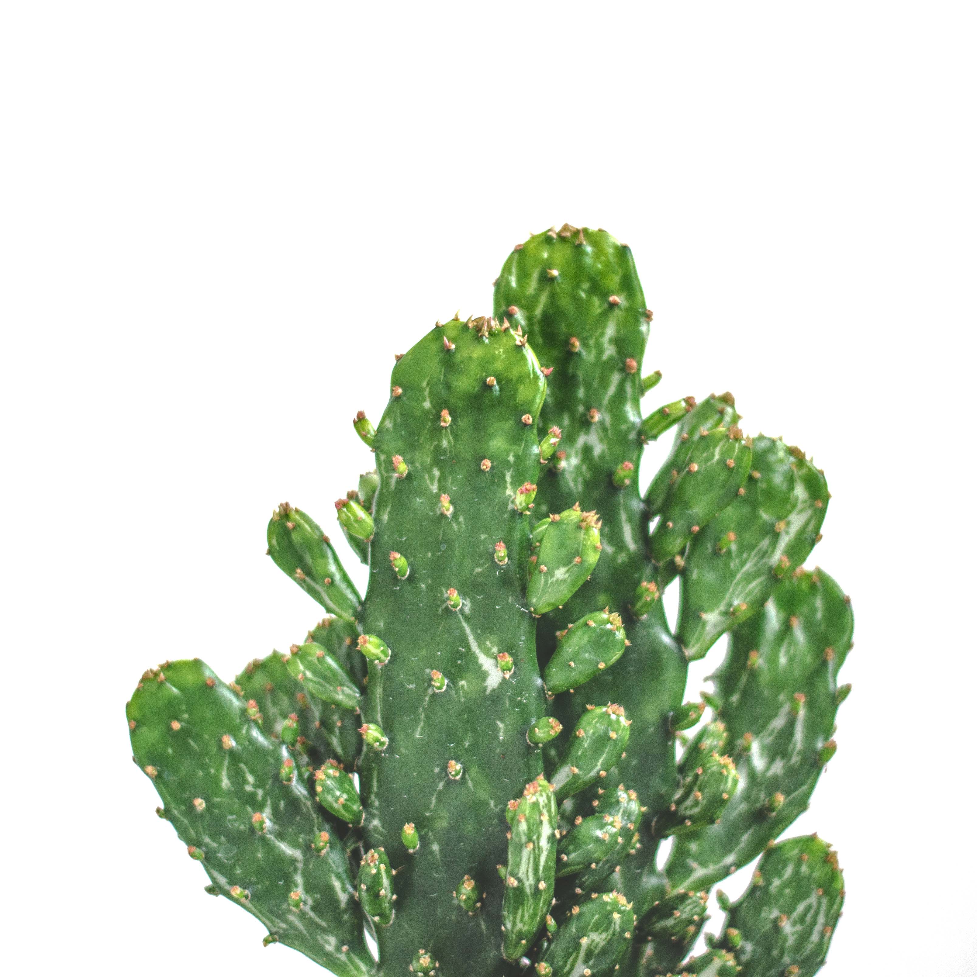 cactus2
